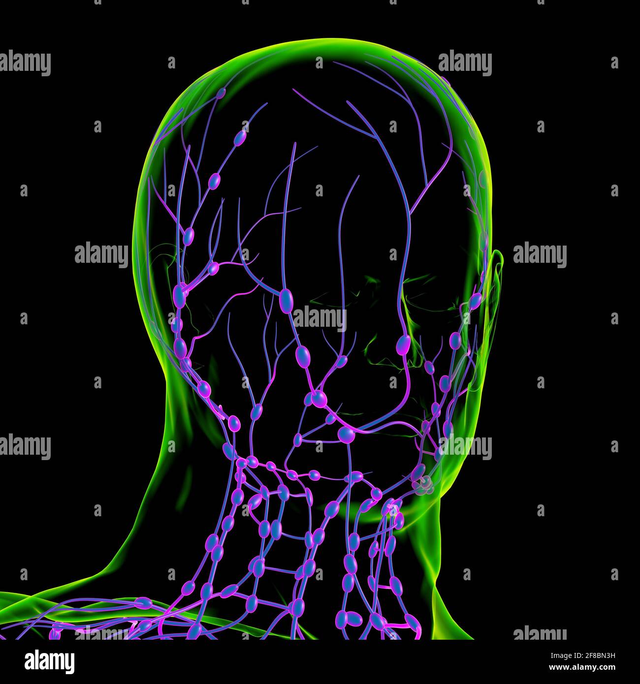 Menschliche Lymphknoten Anatomie für medizinisches Konzept 3D Illustration Stockfoto