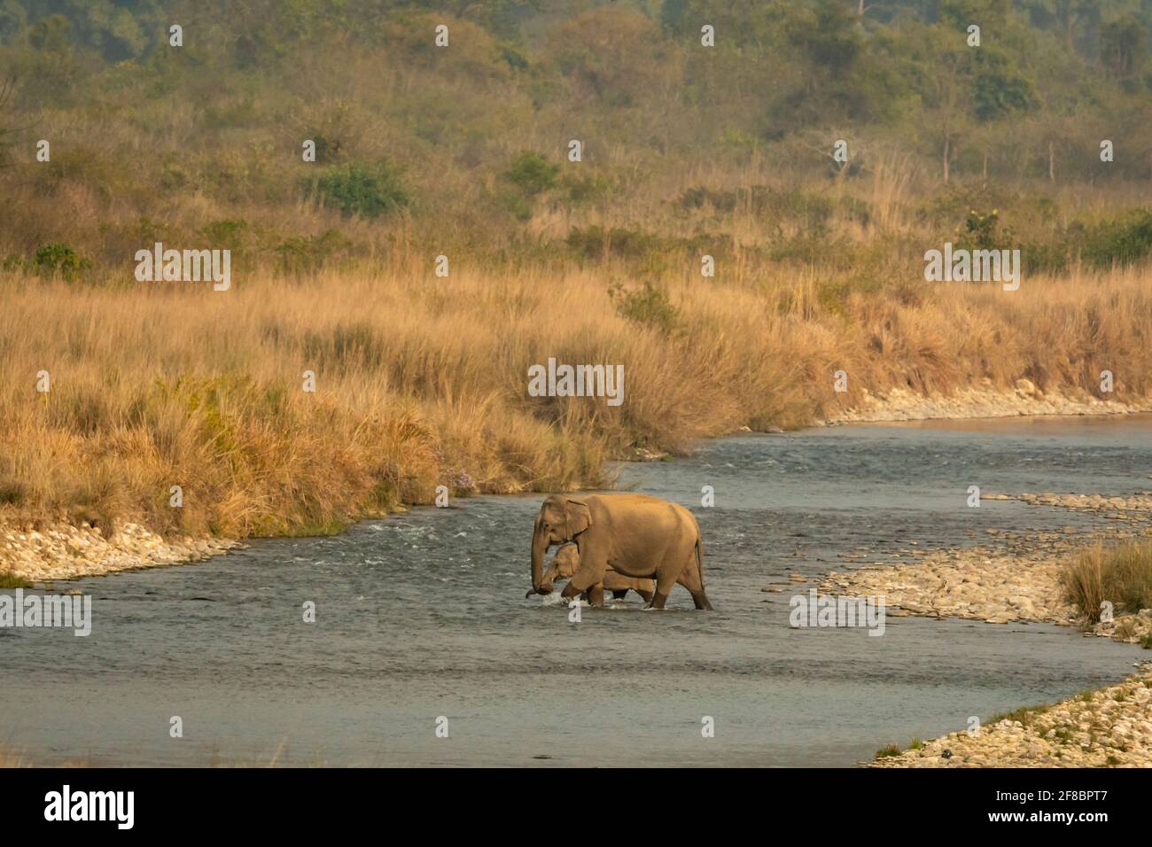 Wilde asiatische Elefantenmutter mit ihrem Kalb Kreuzung zusammen schön ramganga Fluss in landschaftlicher Kulisse bei dhikala von jim corbett National Stockfoto