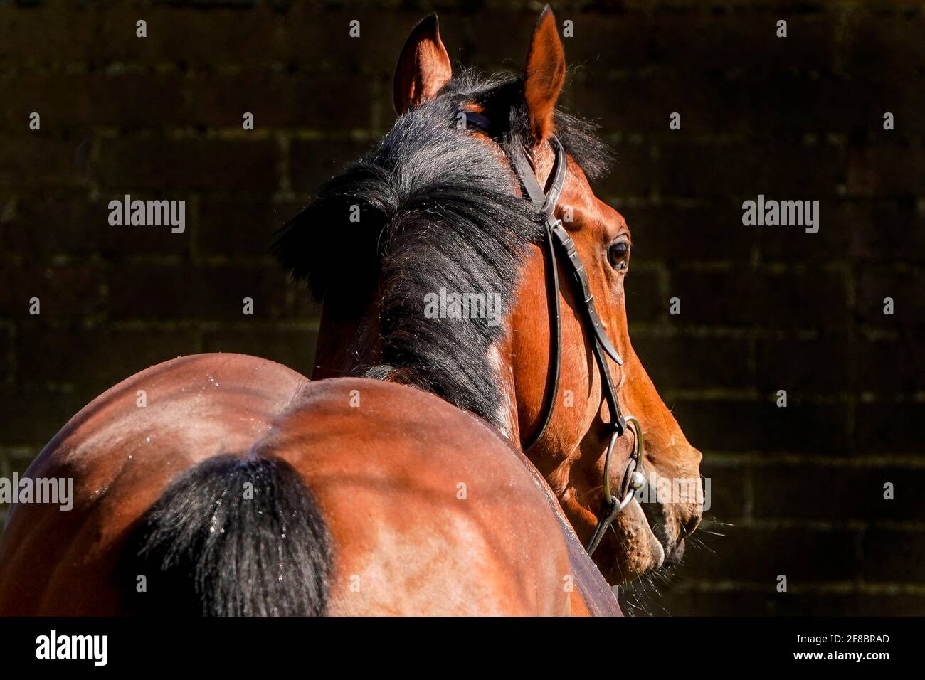 Eine allgemeine Ansicht eines Pferdes auf der Rennbahn von Newmarket. Bilddatum: Dienstag, 13. April 2021. Stockfoto