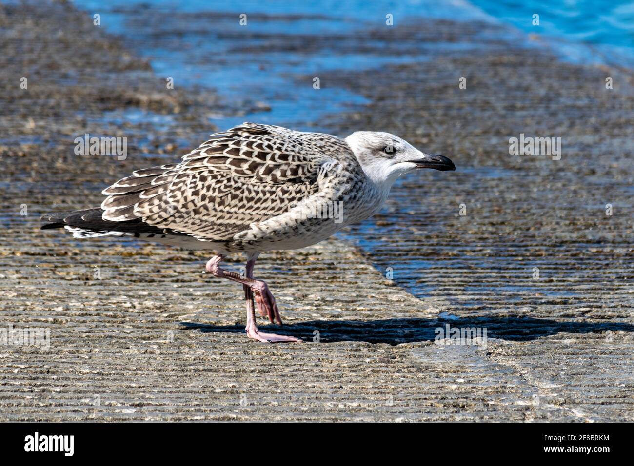 Porträt einer jungen europäischen Heringsmöwe am Strand Stockfoto