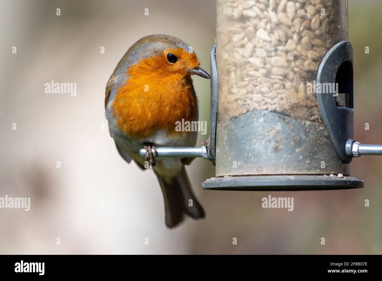 Robin (Erithacus rubecula) isst aus einem Vogelfuttermittel Stockfoto