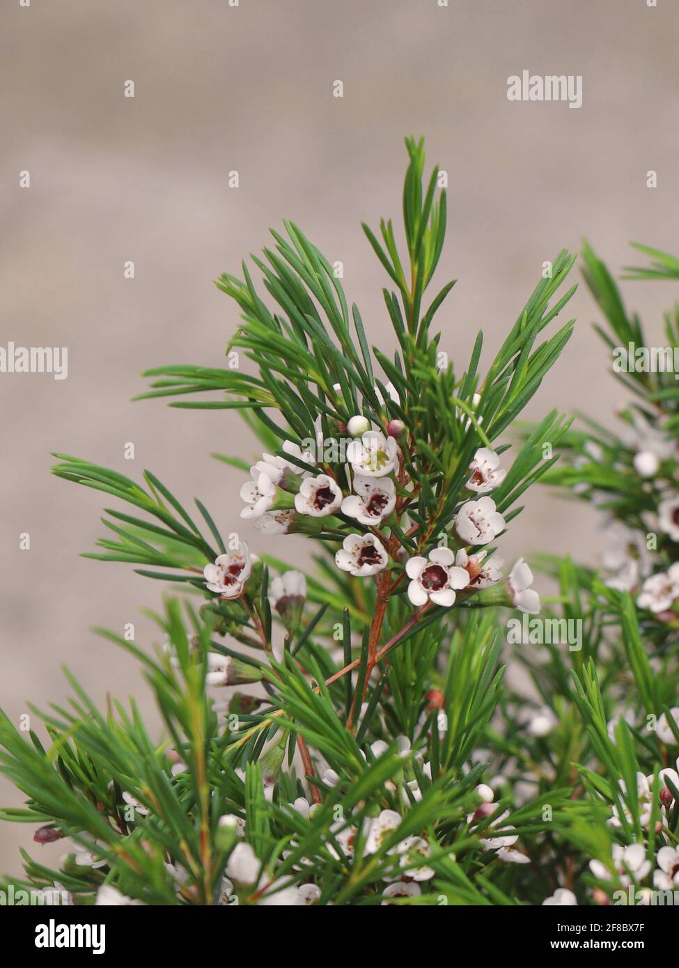 Topfpflanze Schneeflocke. Blühendes Chamelaucium Uncinatum. Chamelaucium uncinatum oder Wachsblume. Stockfoto