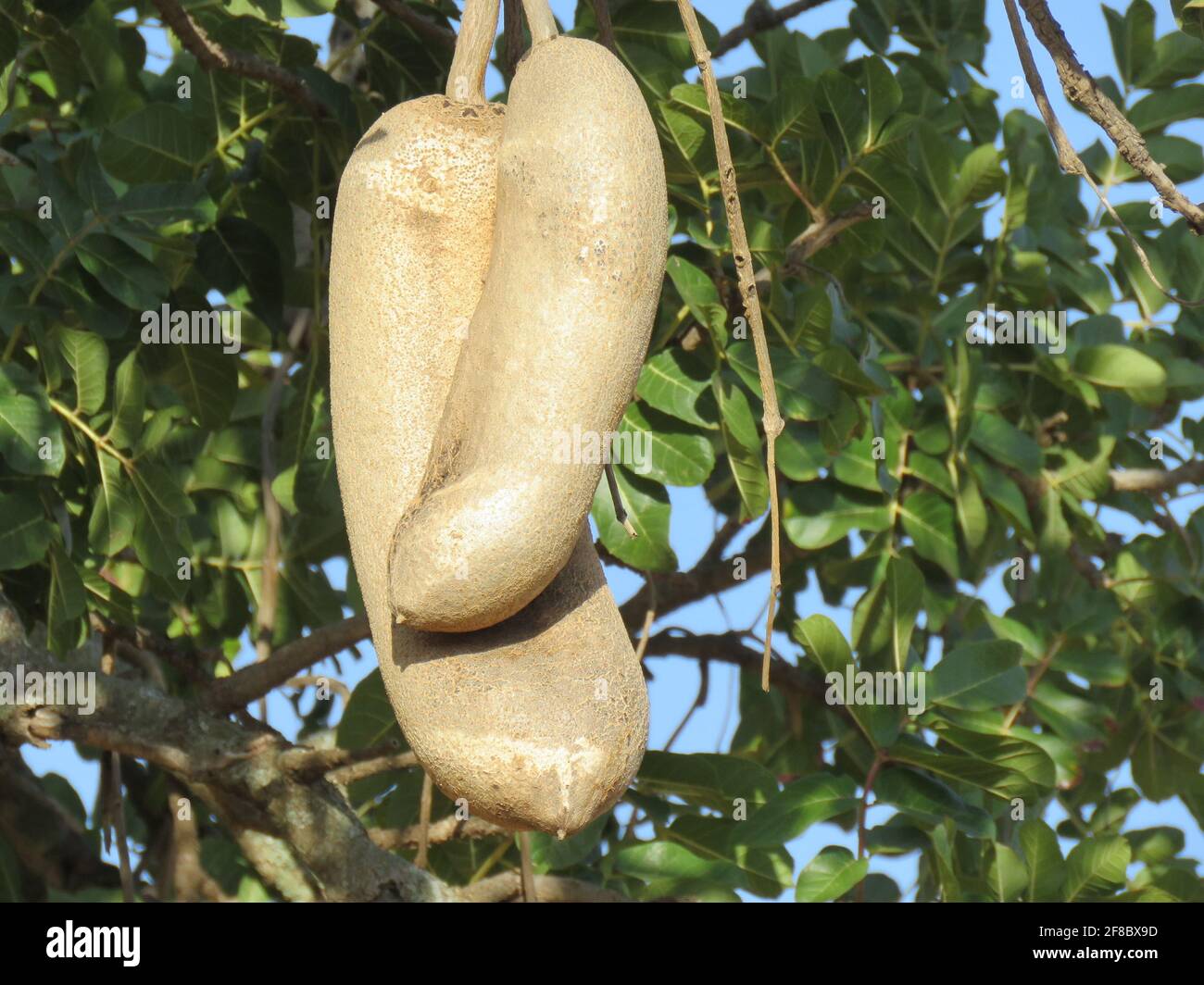 Obst von Wurstbaum Stockfoto