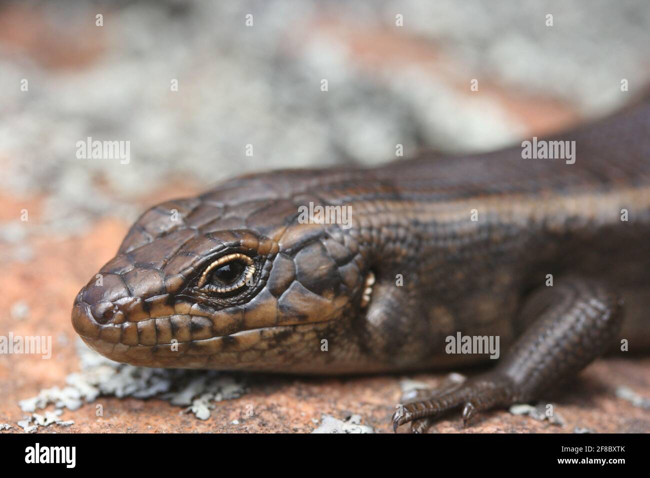 Nahaufnahme einer Blauzungeneidechse (Tiliqua scincoides scincoides) bei Wilpena Pound in den Flinders Ranges, Südaustralien. Stockfoto