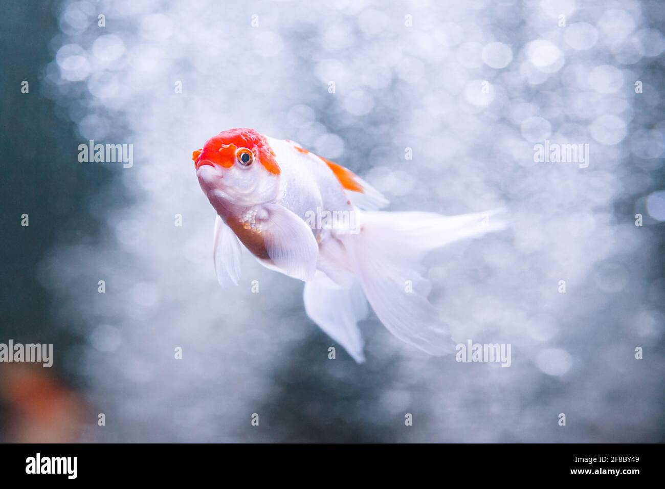 Goldfisch oranda Karpfen schwimmen unter Wasser im frischen Aquarium. Stockfoto