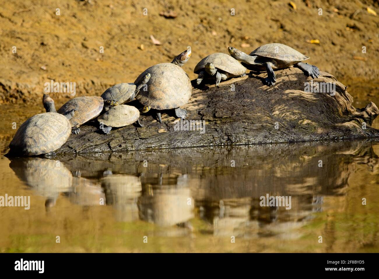 Gruppe gelber Flussschildkröten (Podocnemis unifilis) mit perfekter Reflexion im Wasser in der Pampas del Yacuma, Bolivien. Stockfoto