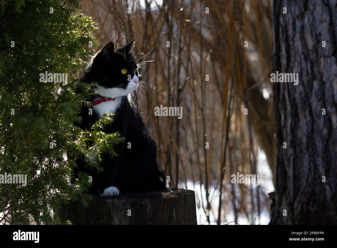 Schwarz-weiße Katze mit gelben Augen und rotem Kragen Auf einem Stich sitzend Stockfoto