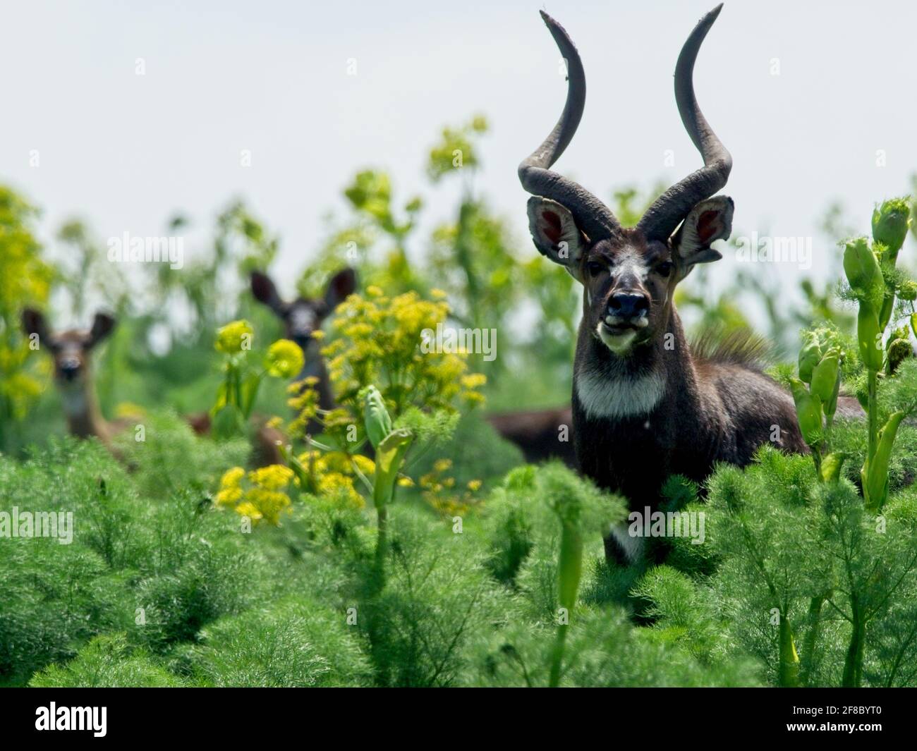 Nahaufnahme eines Gebirges Nyala (Tragelaphus buxtonni), der sich in der Vegetation des Bale Mountains National Park, Äthiopien, versteckt. Stockfoto