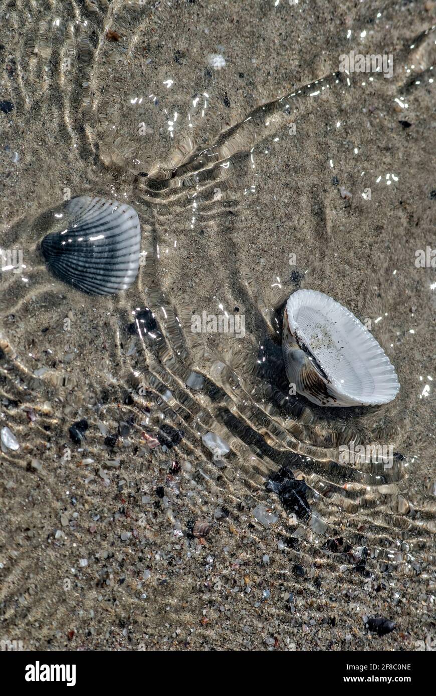 Muscheln an der Küste, Stockfoto