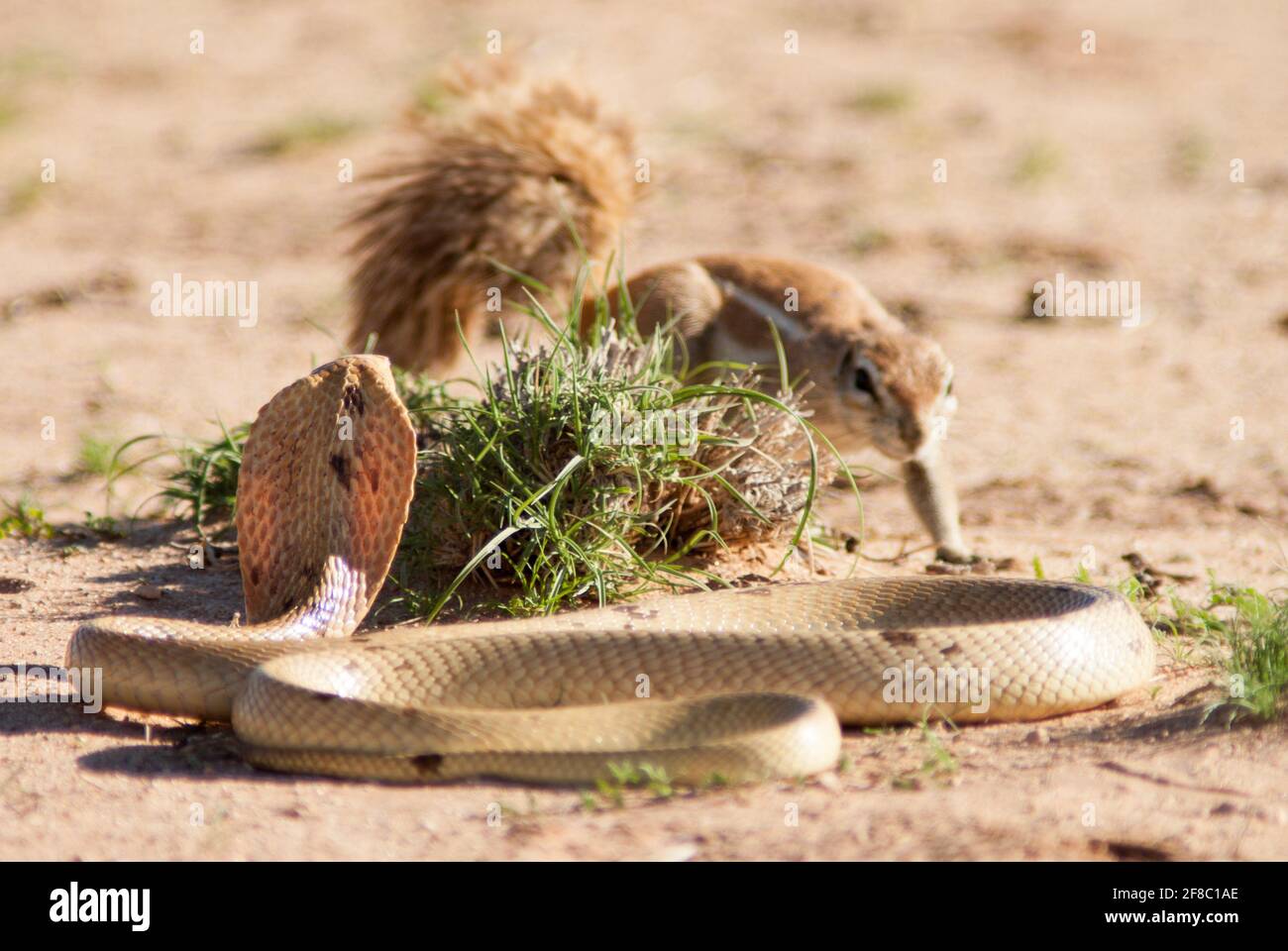 Das Eichhörnchen wog seinen Feind auf und versuchte zu entscheiden, ob es angreifen oder schnell entkommen soll. KGALAGADI TRANSFRONTIER PARK, SÜDAFRIKA: DAS MUTIGE S Stockfoto
