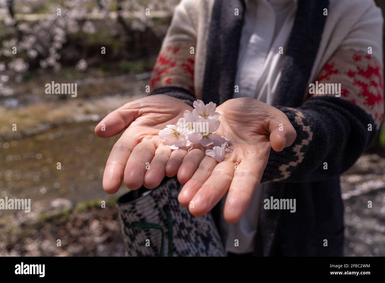 Beim Spaziergang in einem ländlichen Dorf in voller Blüte in der Nähe Der Fluss Namhan Stockfoto