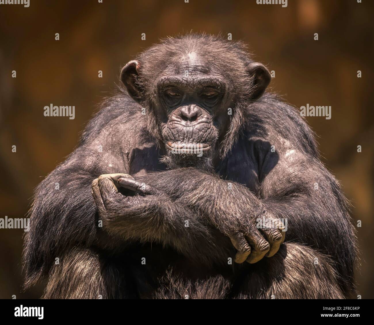 Los Angeles, CA, USA: 31. März 2021: Ein Porträt eines Schimpansen bei der Ausstellung MAHALE Mountains im LA Zoo in Los Angeles, CA. Stockfoto