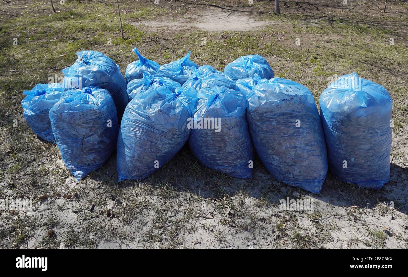Müll in blauen Tüten nach der Reinigung des Territoriums im Frühjahr Stockfoto