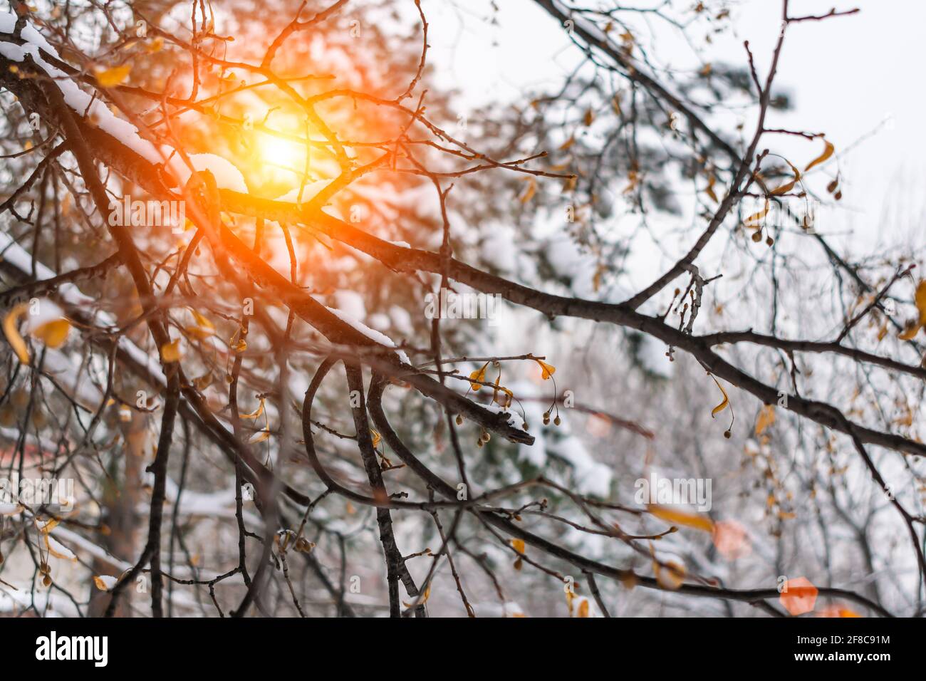 Sonnenlicht scheint durch die Lindenzweige im Wald hinein Feder Stockfoto