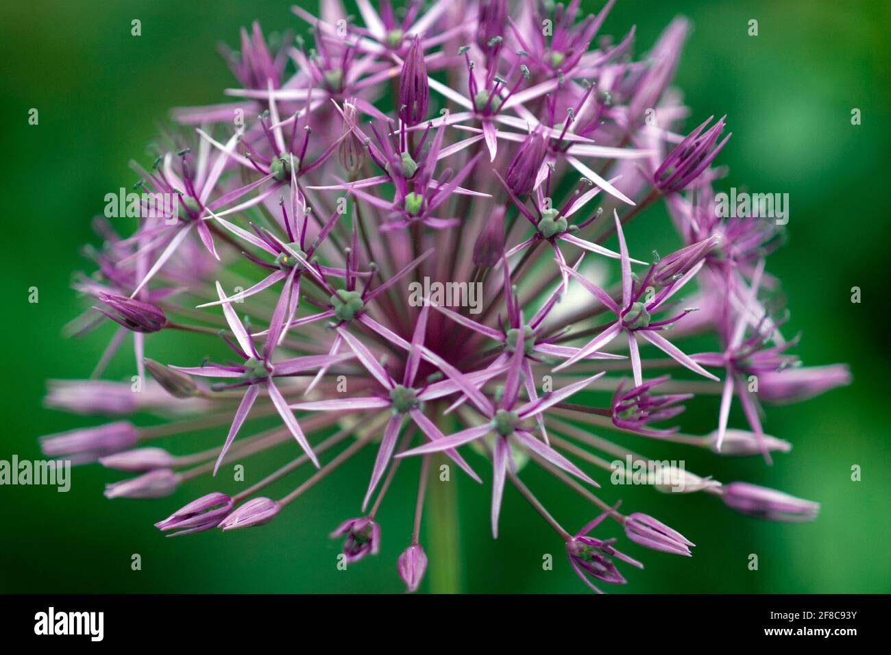 Lila Allium-Blütenkopf in Sternform Stockfoto