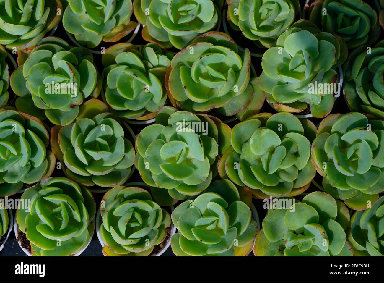 Echeveria lilacina gemeinsamen Namen Geist echeveria oder mexikanische Hennen und Die Küken sind eine Art von Sukulenten in der Gattung Echeveria gehört zur fam Stockfoto