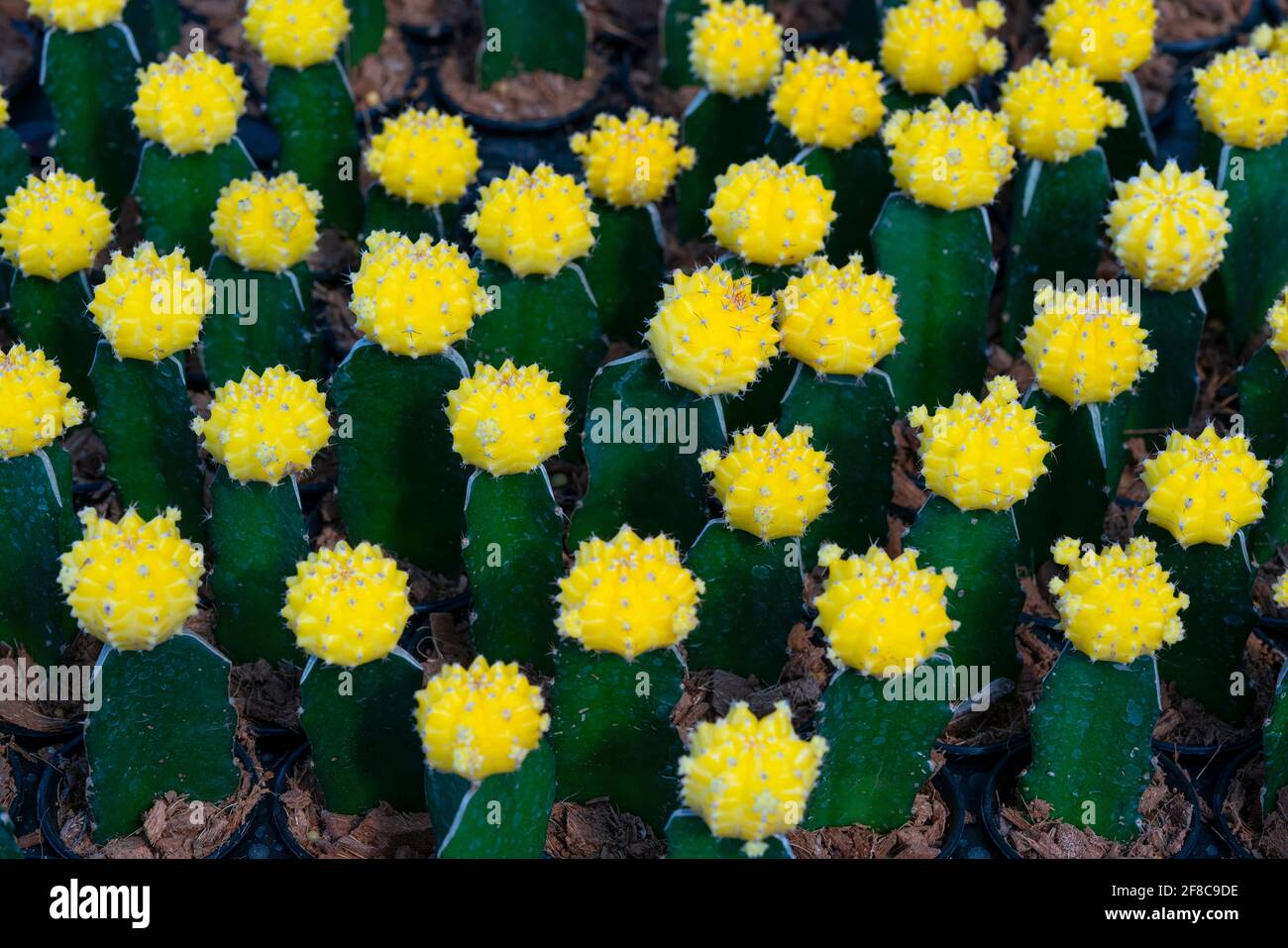 Draufsicht auf Moon Cactus oder Gymnocalycium mihanovichii, Ruby Ball, Hibotan Cacti, Yellow Cap, Yellow Hibotan, Ist eine Kaktusart aus den Cactaceae Stockfoto