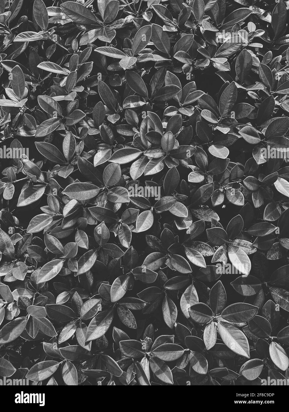 Tropische Pflanze Grün Laub Hintergrund Textur Stockfoto