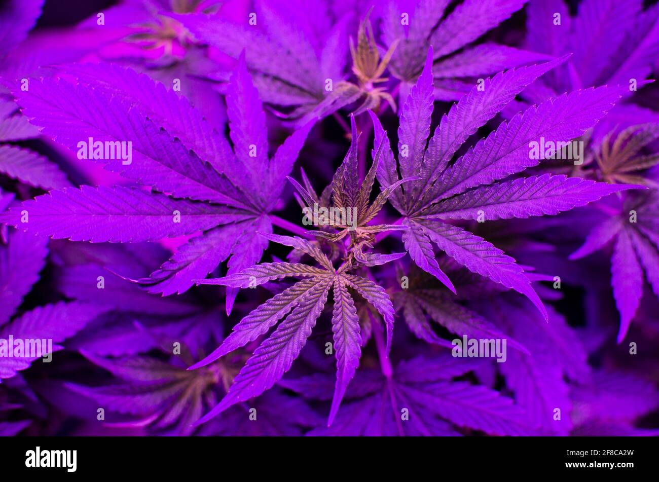 Lila Blätter der Cannabispflanze Stockfoto