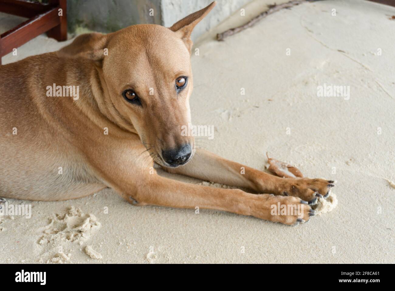 Nahaufnahme eines braunen Hundes, der am Sandstrand liegt. Stockfoto