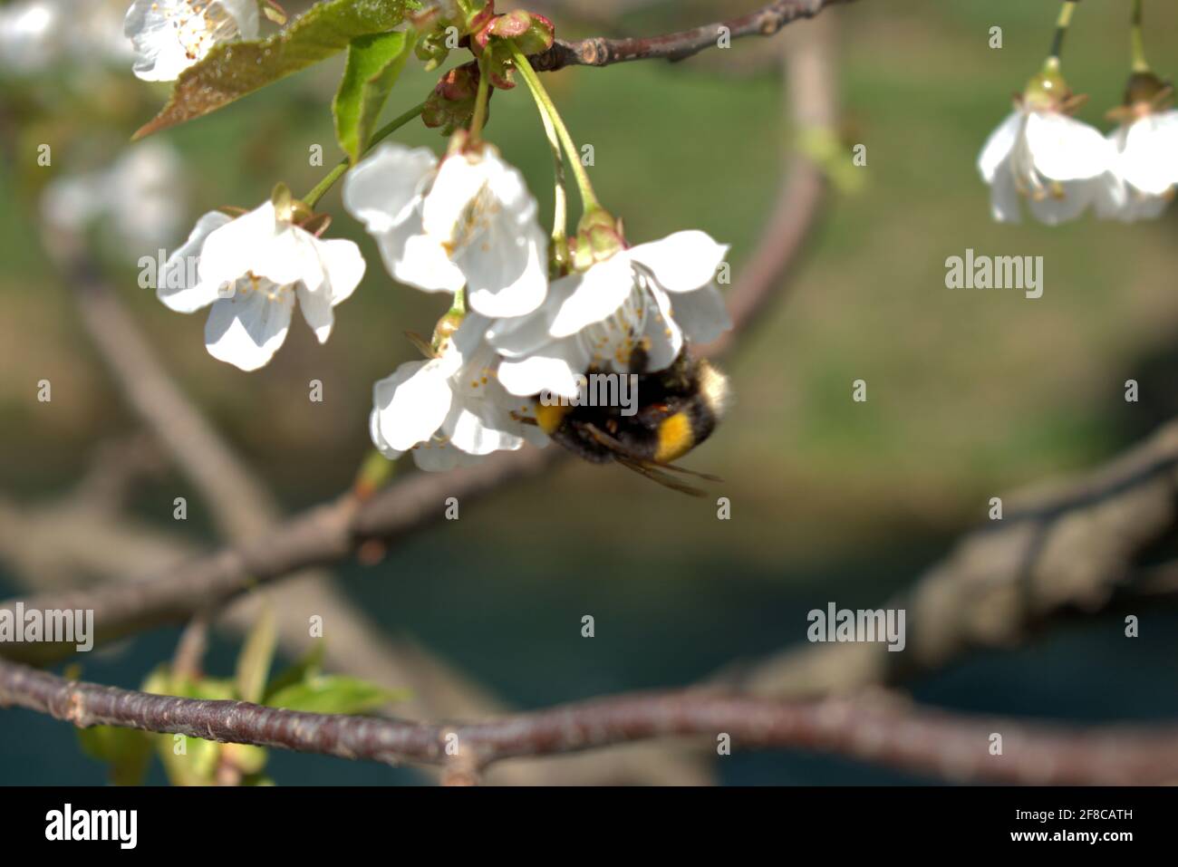 Die süße Hummel ist auf einer weißen Blüte in Vaduz beschäftigt In Liechtenstein 4.4.2021 Stockfoto