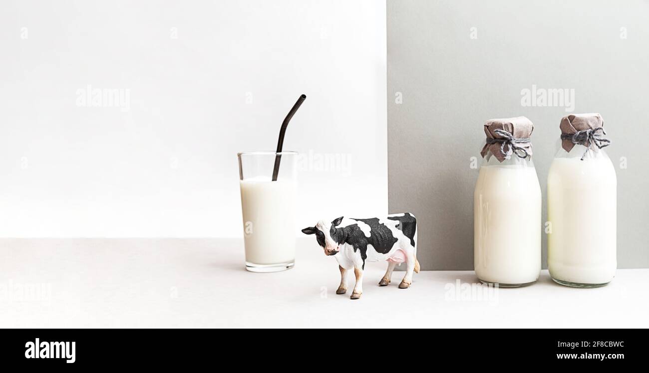 Flaschen frischer Milch, eine Figur einer Kuh und ein Glas Milch auf hellgrauem Hintergrund. Minimalistisches Stillleben von Milch, Kopierraum. Stockfoto