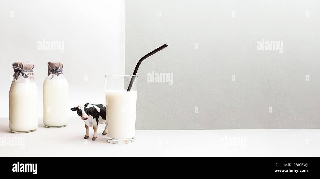 Flaschen frischer Milch, eine Figur einer Kuh und ein Glas Milch auf hellgrauem Hintergrund. Minimalistisches Stillleben von Milch, Kopierraum. Stockfoto