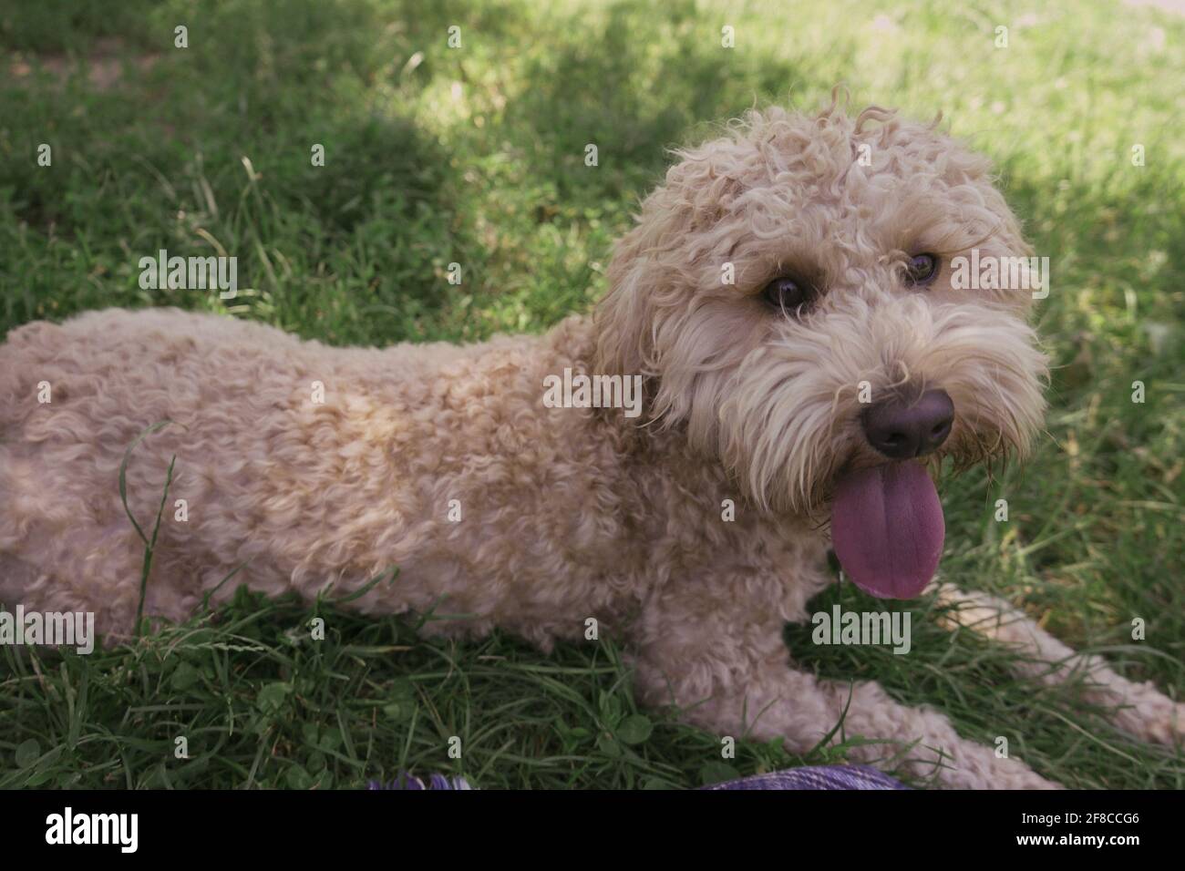 Hunde haben Spaß im Park Stockfoto