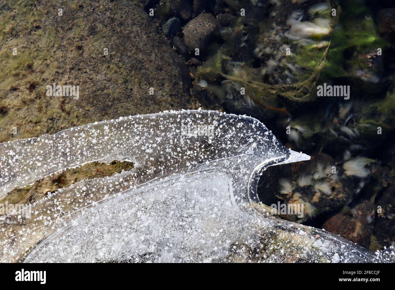 Die kreative Eleganz der Natur: Eisskulpturen, Eisblumen und Reifrost, kombiniert mit dem klaren Wasser und den farbigen Felsen des Yukon River. Stockfoto