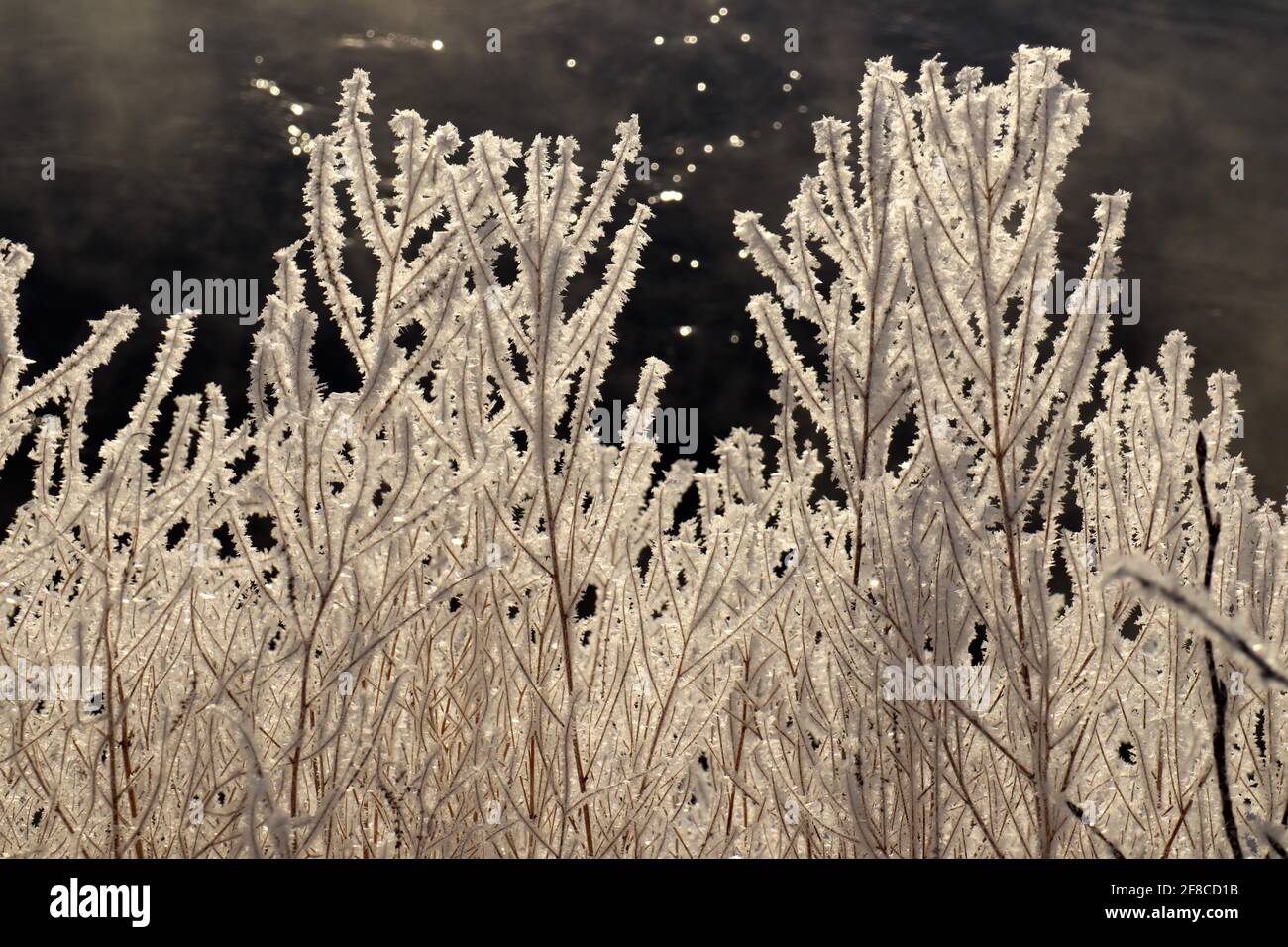 Die kreative Eleganz der Natur: Raureif auf dünnen Ästen mit dem Yukon River im Hintergrund. Stockfoto