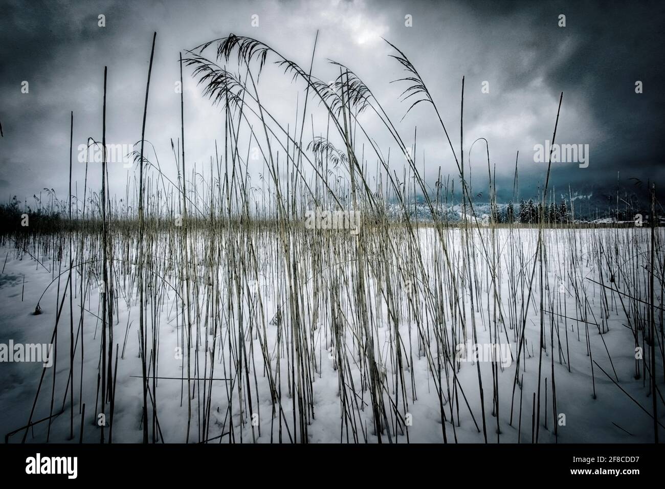 DE - BAYERN: Fragiles Loisach Moorland bei Kochel Stockfoto