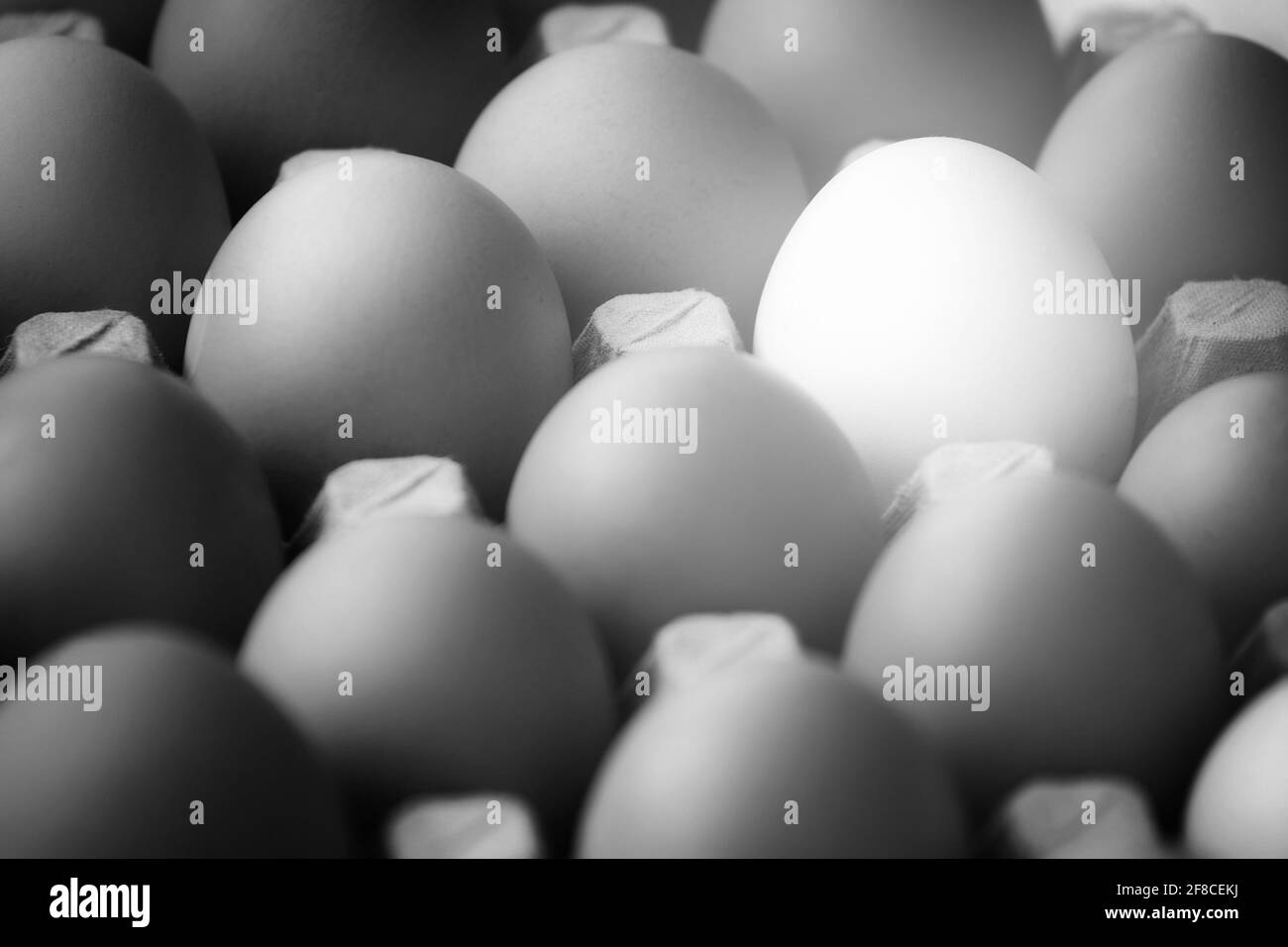 Monochromes Foto von Hühnereiern in einer Pappschachtel in Nahaufnahme. Ein weißes Ei unter vielen grauen Eiern. Ein einzigartiges Objekt, das nicht den anderen gleicht. Stockfoto