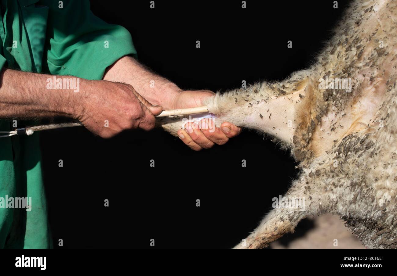 Um das Fell eines geschlachteten Schafes zu entfernen, wird die Faszie mit einem Holzstab vor dunklem Hintergrund von den Muskeln gelöst Stockfoto