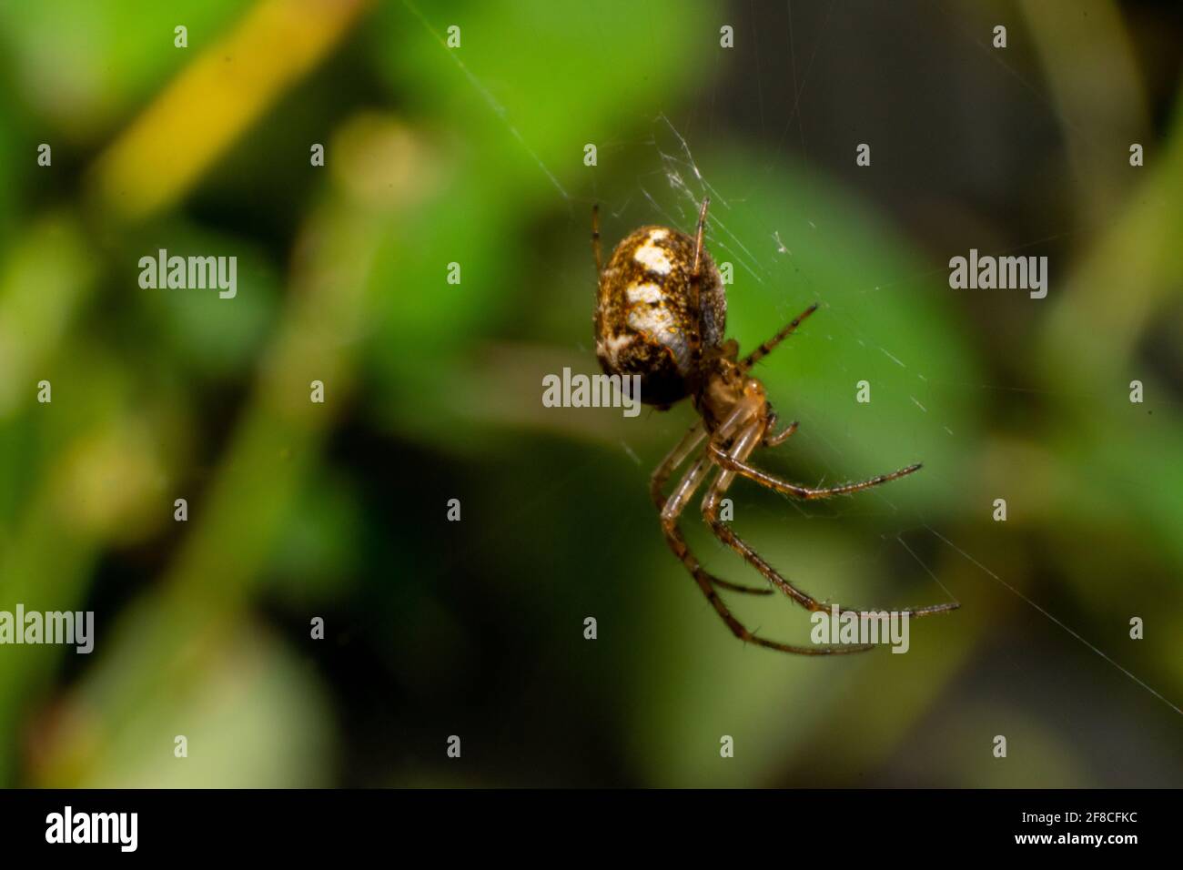 Metellina segmentata Weibchen,Tetragnathidae, westeuropäische Spinne auf einer absteigenden Netzbewegung Stockfoto
