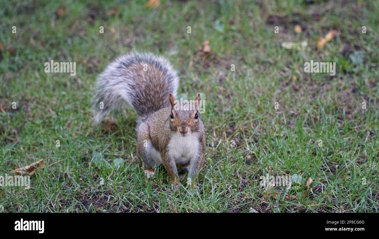 Eichhörnchen auf Rasen Stockfoto