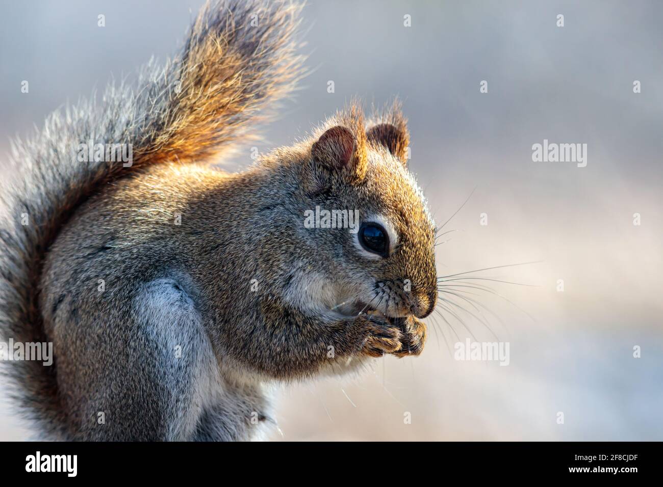 Ein nordamerikanisches rotes Eichhörnchen (Tamiasciurus hudsonicus) Hält einen Samen mit seiner Vorderseite an seinen Mund Pfoten, wie es knabbert in diesem Nahaufnahme Porträt von Stockfoto