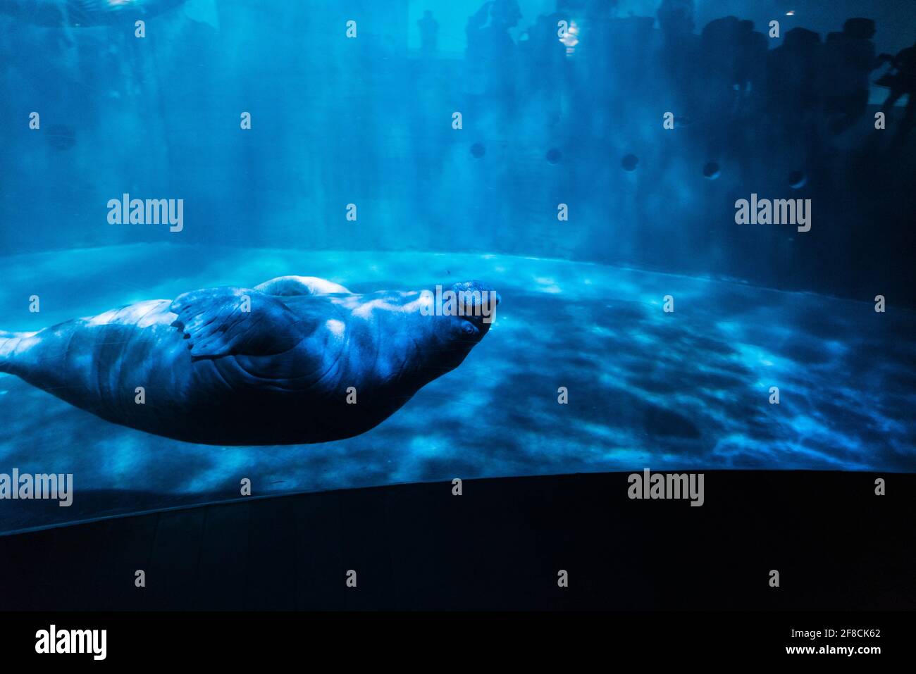Eine Seekuh schwimmt im L'Oceanografic in der Stadt der Künste und Wissenschaften in Valencia, Spanien, im strahlenden Licht durch einen Tank. Stockfoto