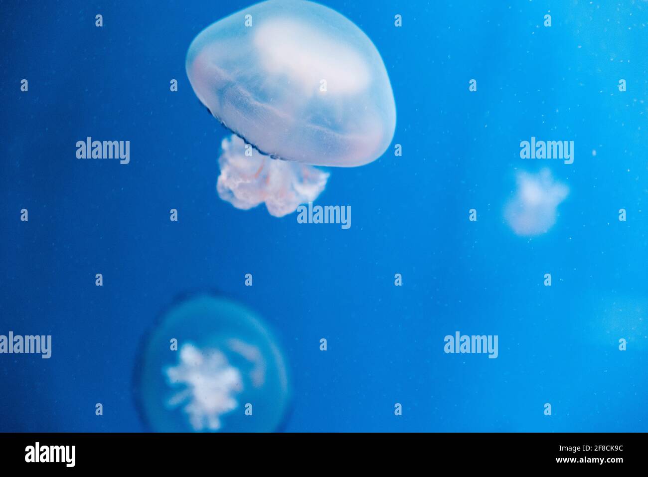 Quallen in blauem Wasser im L'Oceanografic Aquarium in der Stadt der Künste und Wissenschaften, Valencia, Spanien. Stockfoto