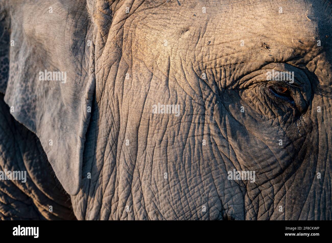 Elefantenauge in der Nähe von Tierschutzgebiet in der goldenen Dreieck Stockfoto