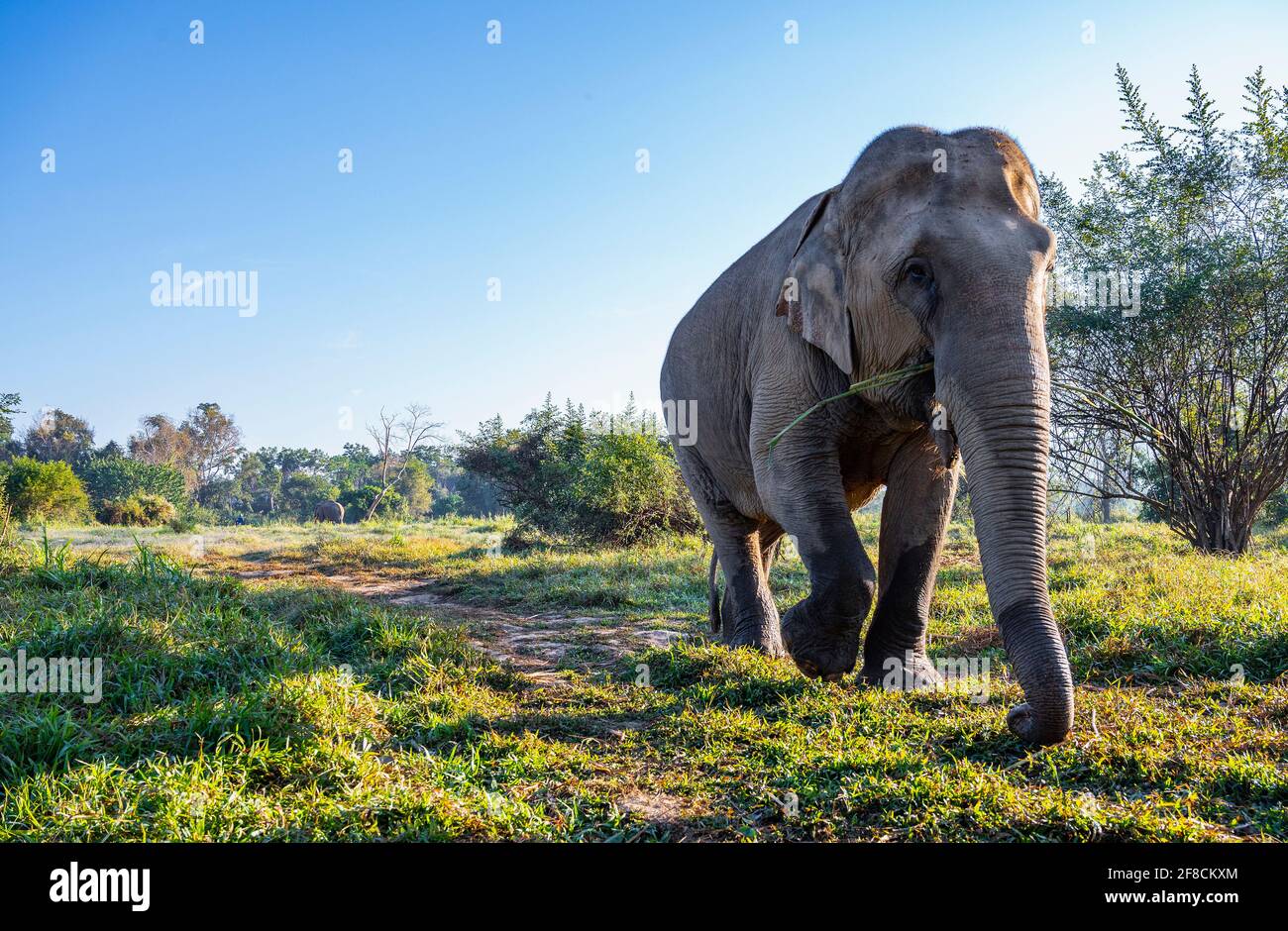 Elefant, der im goldenen Dreieck an einem Tierschutzgebiet herumläuft Stockfoto