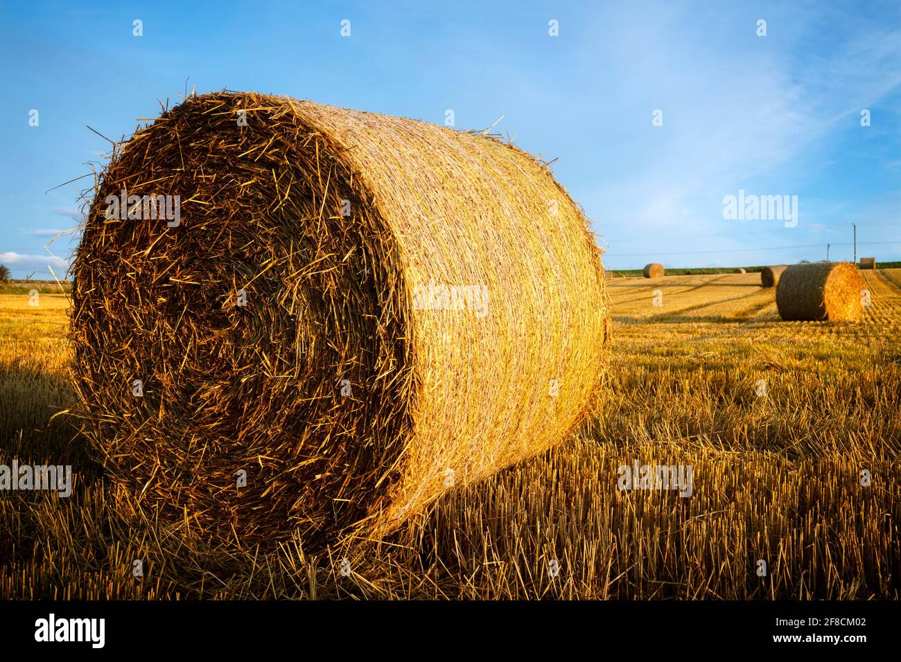Heuballen ernten in einer goldenen Feldlandschaft Stockfoto