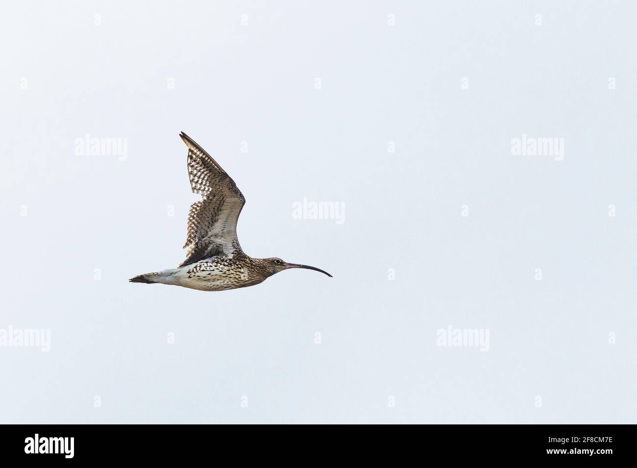 Ein Curlew Numenius arquata im Flug. Stockfoto