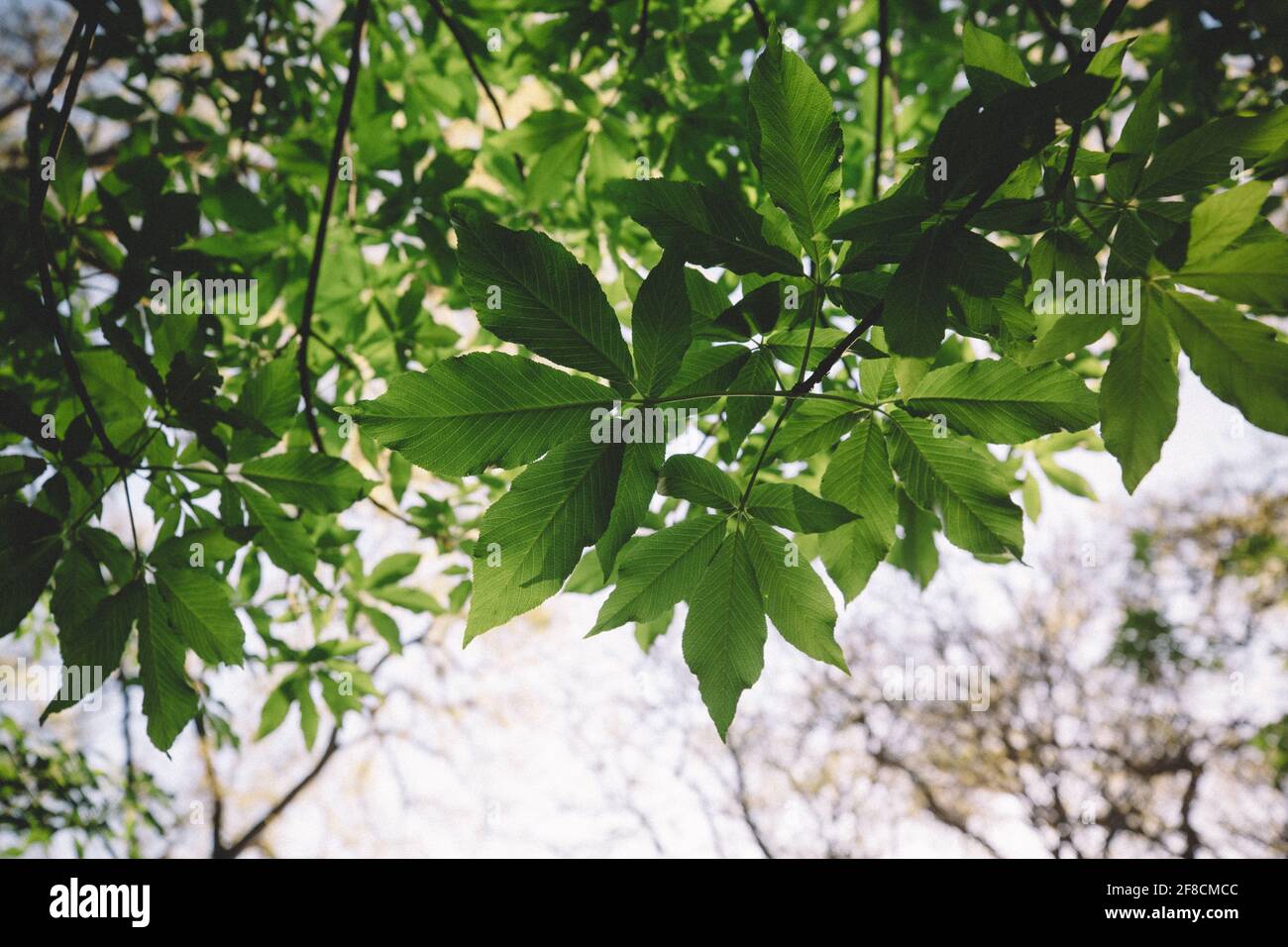 Grüne Blätter von unten an einem warmen Frühlingstag Stockfoto