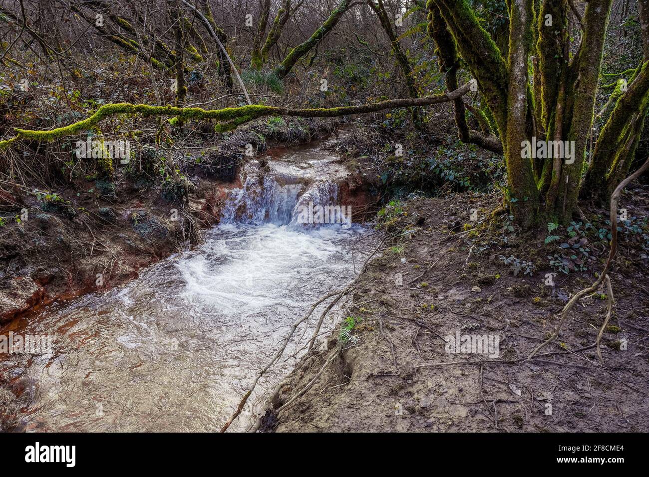 Ein kleiner Fluss, der durch die stimmungsvollen Metha Woods im Lappa Valley in der Nähe von St Newlyn East in Cornwall fließt. Stockfoto