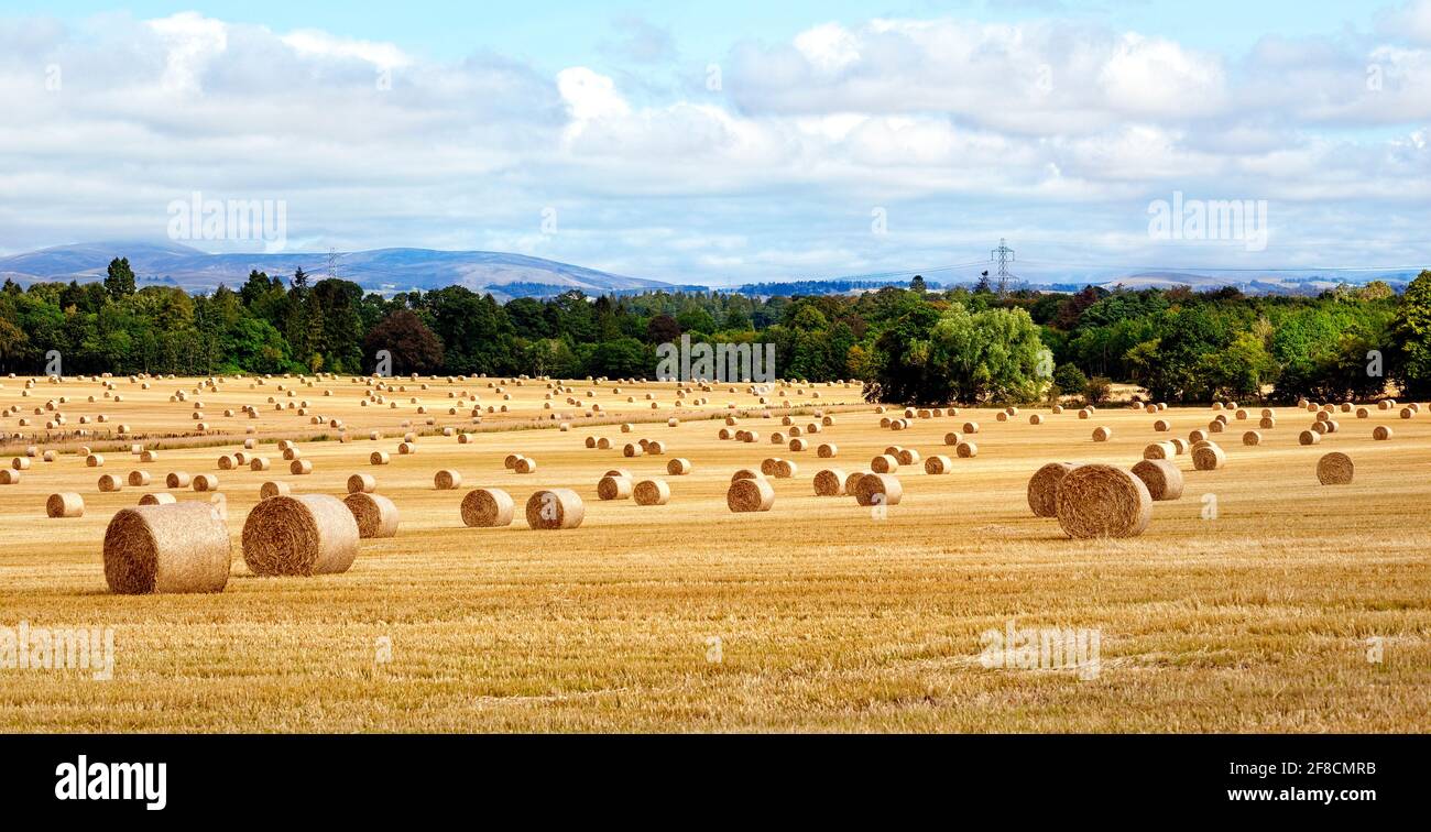 Heuballen Ernte in großen goldenen Feld Landschaft Panorama Stockfoto