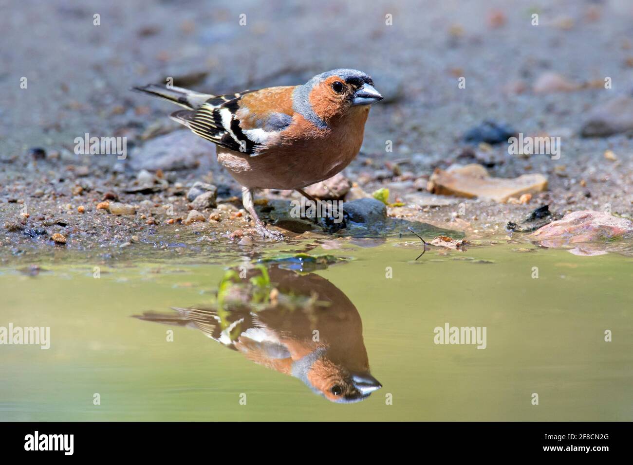 Buchfink (Fringilla coelebs) Männliches Trinkwasser aus Teich/Bach Stockfoto