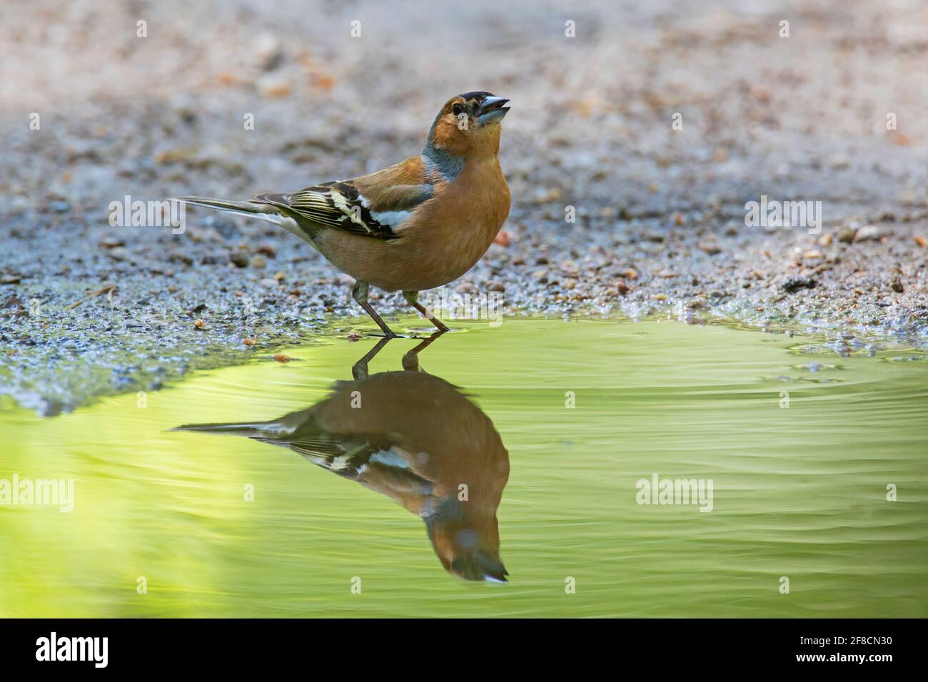 Buchfink (Fringilla coelebs) Männliches Trinkwasser aus Teich/Bach Stockfoto