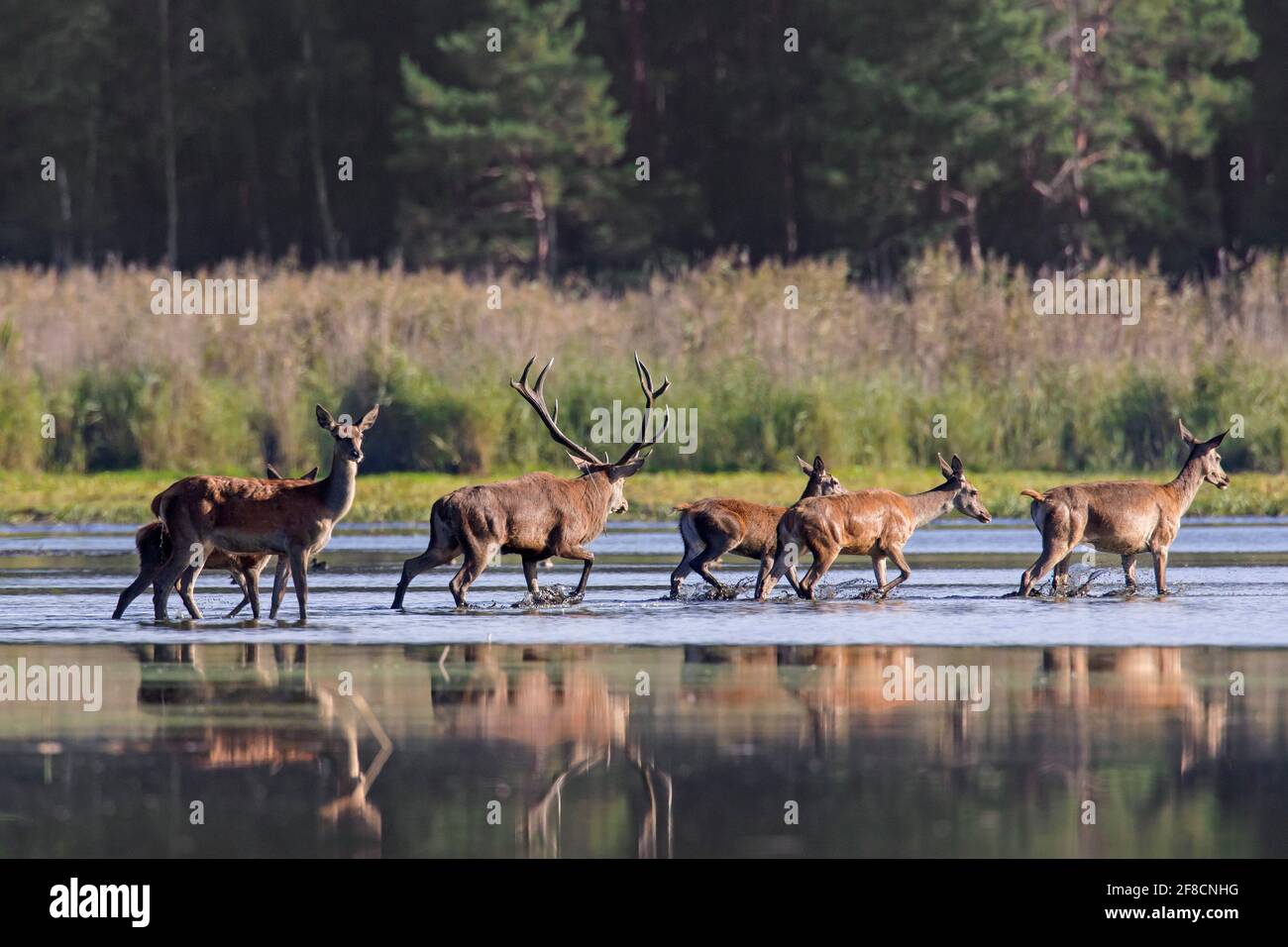 Rothirsch im wald spazieren Fotos und Bildmaterial in hoher Auflösung