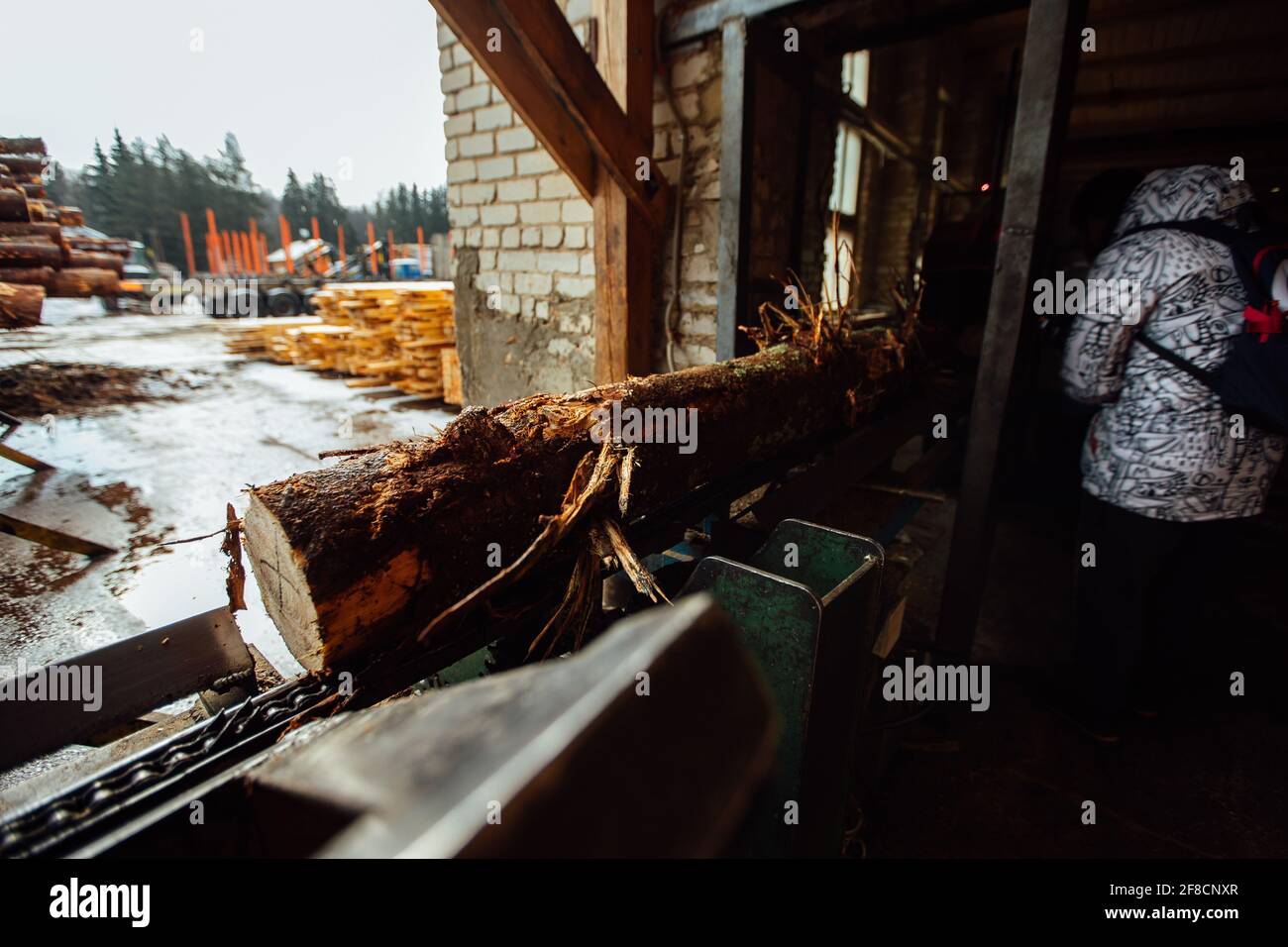 Ein Log auf einem Förderband. Transport von Holzrohstoffen in der Anlage. Holzbearbeitung auf einem Sägewerk. Automatisierter Förderer Stockfoto