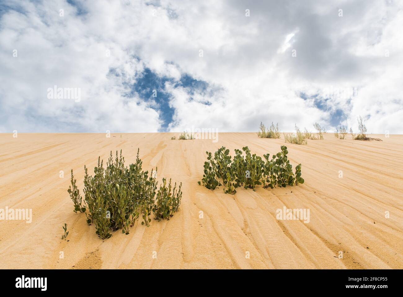 Wüstenlandschaft und wolkenvertrüber Himmel. Pflanzen wachsen auf Sanddünen im Nambung National Park, Westaustralien Stockfoto